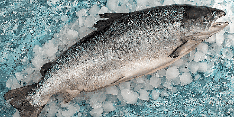 40063-somon-dilim-norvec-salmo-salar